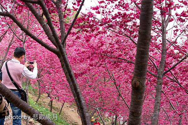 櫻木花道花片片新社公所櫻花紅-5.jpg