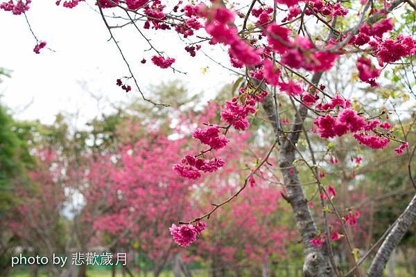 櫻木花道花片片新社公所櫻花紅-17.jpg