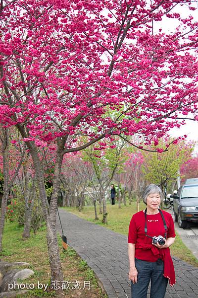 櫻木花道花片片新社公所櫻花紅-26.jpg