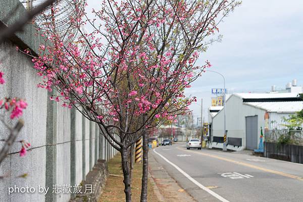 櫻木花道花片片新社公所櫻花紅.jpg