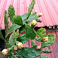 C360_2014-06-15-09-34-59_org