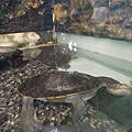 南美長頸蛇龜