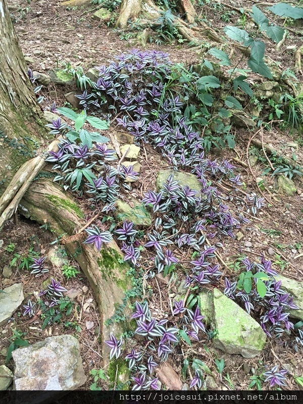 這紫色的植物很漂亮