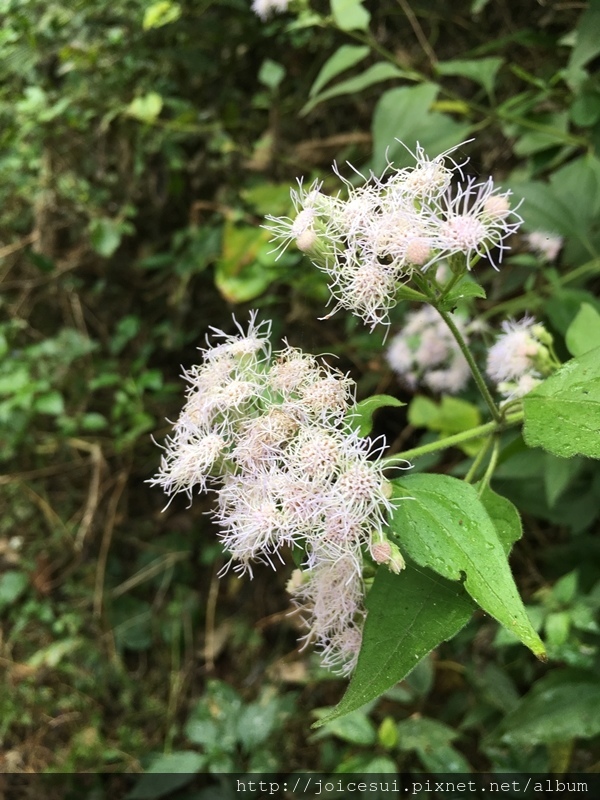 可愛的小白花