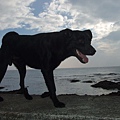 海邊黑狗