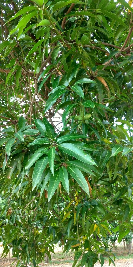 平實芒果 7 平實芒果 7
