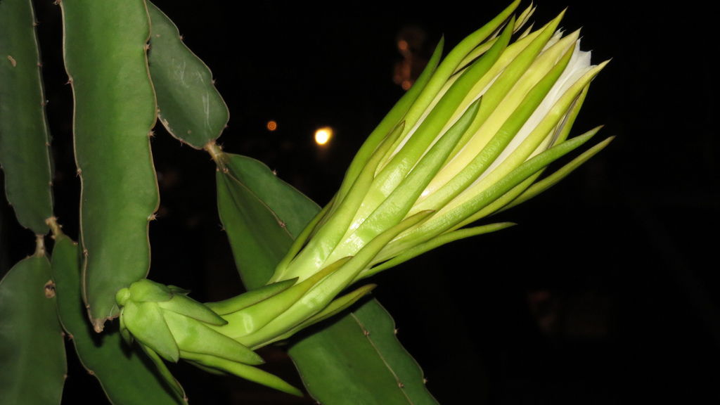 IMG_1974 IMG_1974