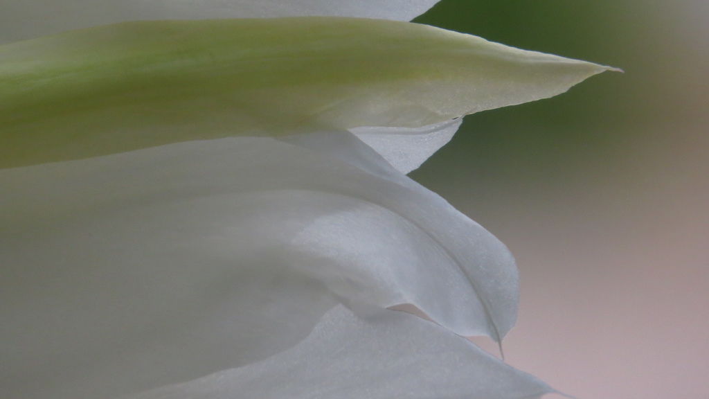 IMG_2046 IMG_2046