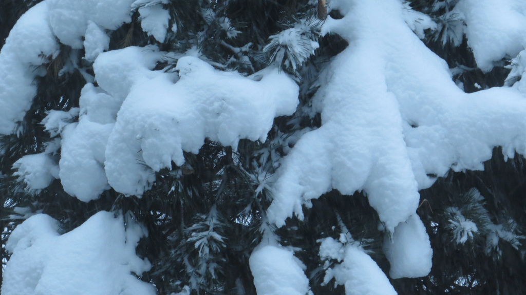 踏雪尋野趣 0212-04