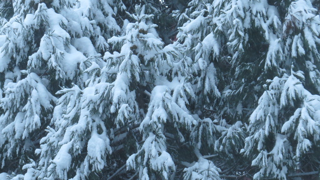 踏雪尋野趣 0212-05