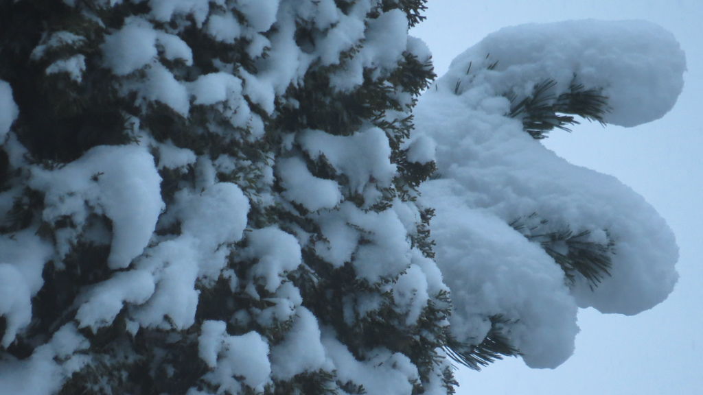 踏雪尋野趣 0212-06