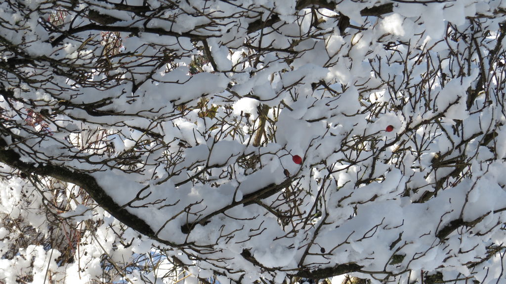 踏雪尋野趣 0213-10