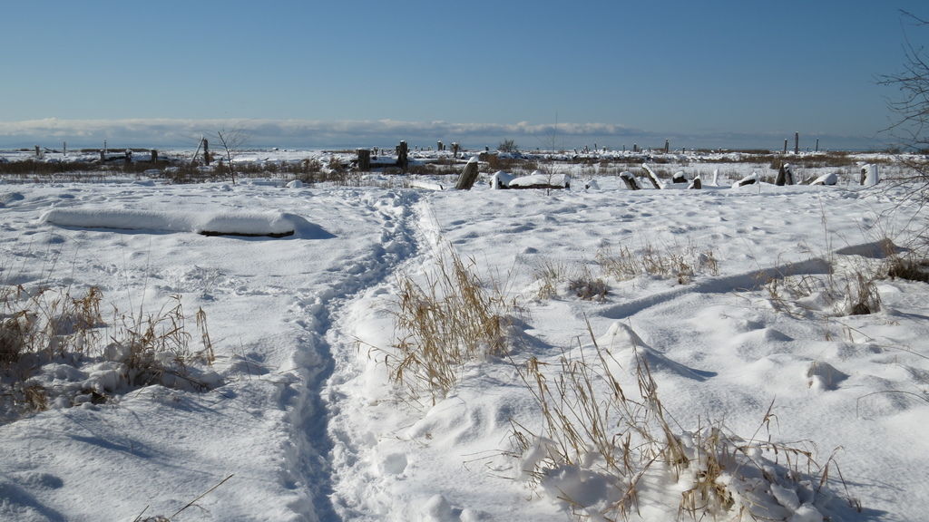 踏雪尋野趣 0213-29