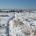 踏雪尋野趣 0213-29