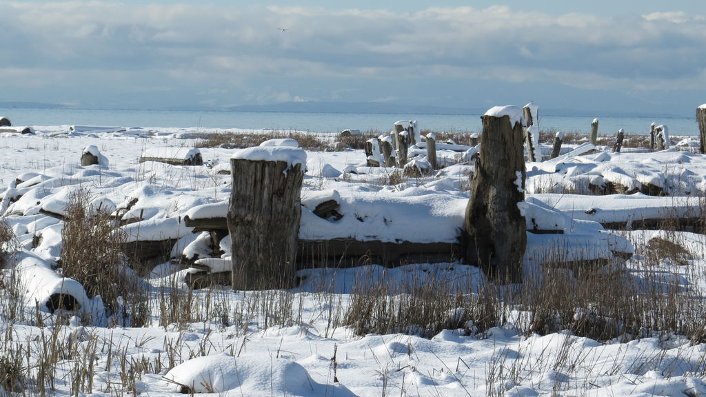 踏雪尋野趣 0213-33