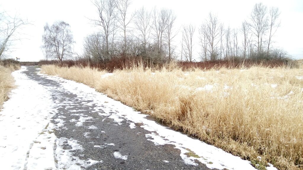 踏雪尋野趣 0218-02