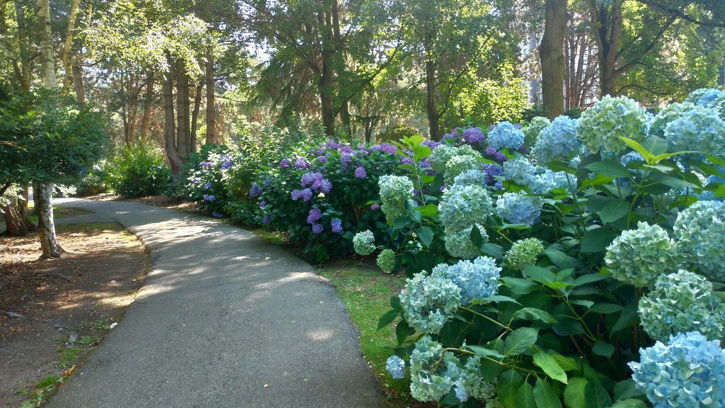 列治文 夏日鬱鬱蔥蔥的公園 0728-08 Minoru Park.jpg