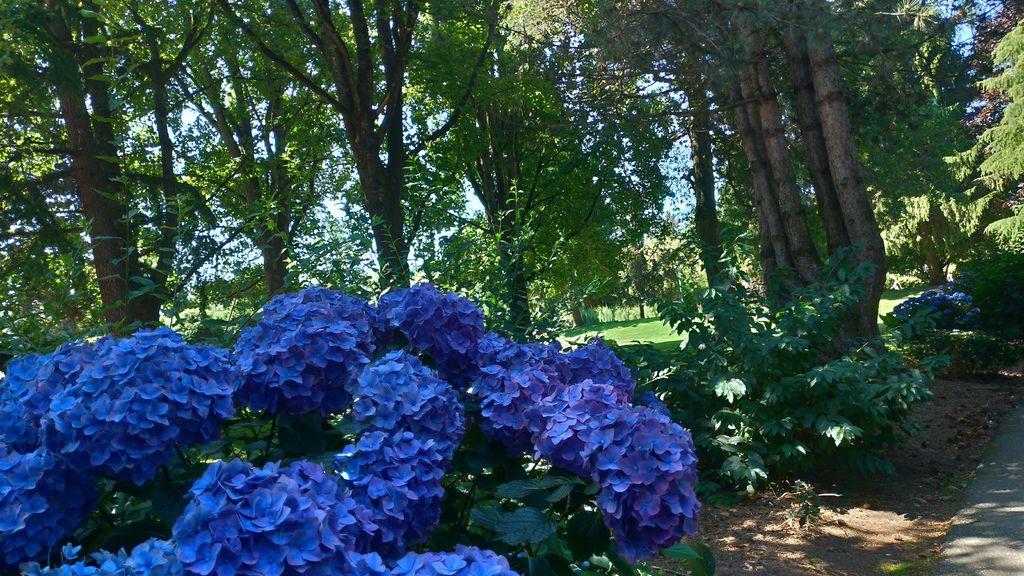 列治文 夏日鬱鬱蔥蔥的公園 0728-09 Minoru Park.jpg 列治文 夏日鬱鬱蔥蔥的公園 0728-09 Minoru Park.jpg