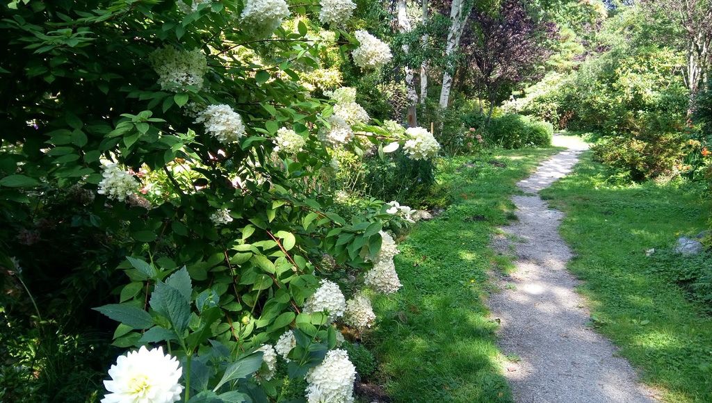 列治文 夏日鬱鬱蔥蔥的公園 0824-21 Paulik Park.jpg