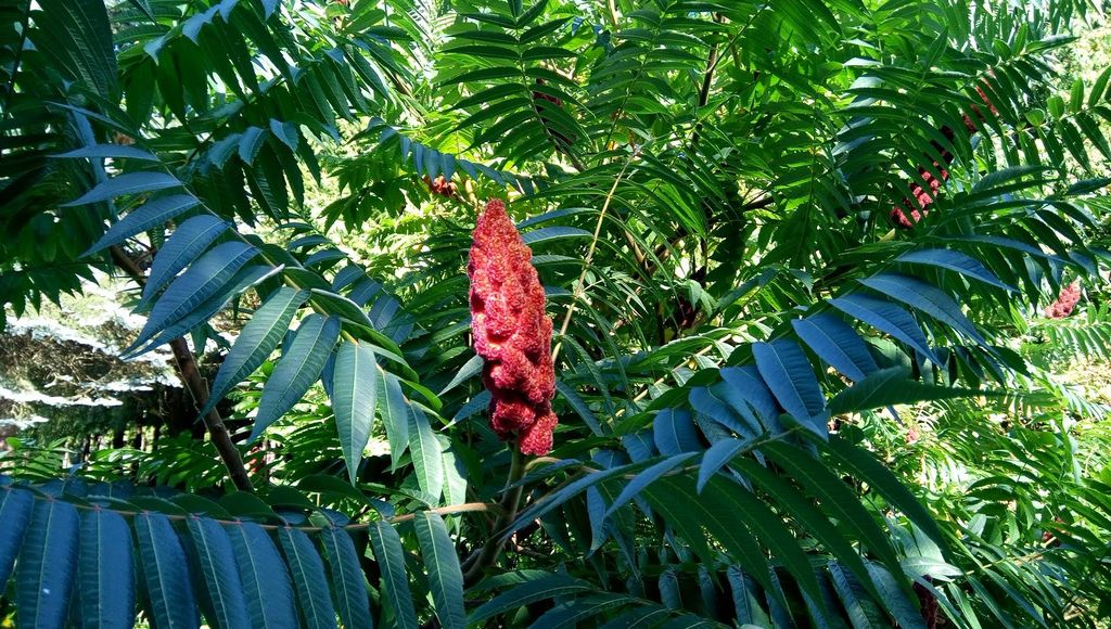 列治文 夏日鬱鬱蔥蔥的公園 0824-35 Paulik Park.jpg