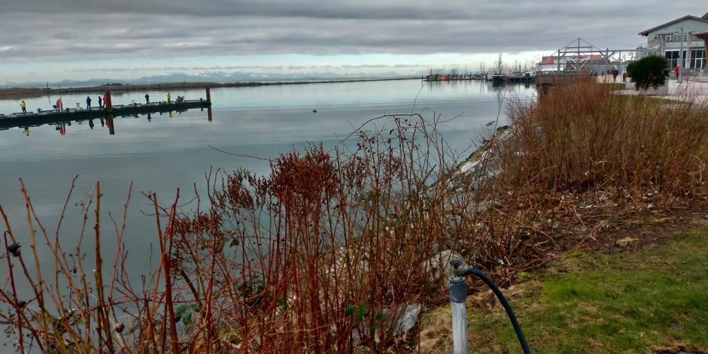 坐看雲起時 20210217_101207_Steveston Waterfront.jpg