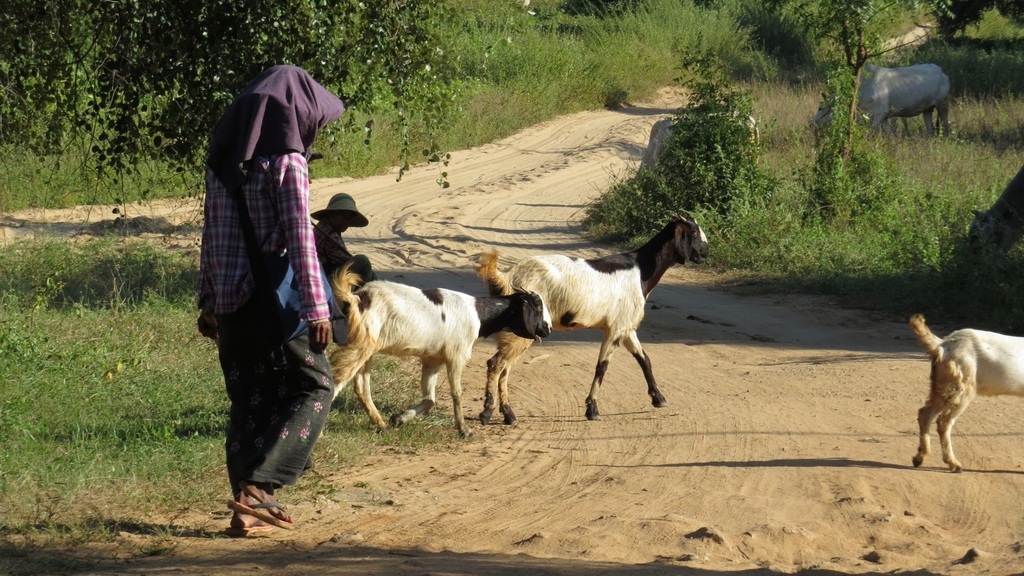 緬甸的民主夢 20141120_151900_Old Bagan.jpg