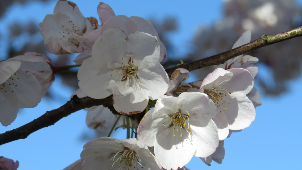 溫哥華四月櫻花季 %26; 種蕃茄 20210412_084900_Akebono Cherry Blossom Trees at Garry Point Park.JPG