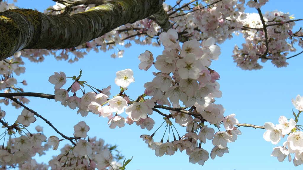 溫哥華四月櫻花季 %26; 種蕃茄 20210412_084802_Akebono Cherry Blossom Trees at Garry Point Park.JPG