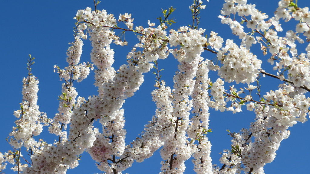 溫哥華四月櫻花季 %26; 種蕃茄 20210412_084800_Akebono Cherry Blossom Trees at Garry Point Park.JPG