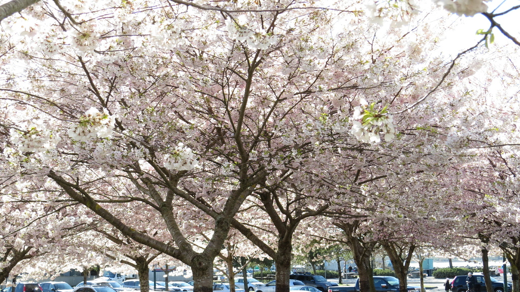 溫哥華四月櫻花季 %26; 種蕃茄 20210412_085200_Akebono Cherry Blossom Trees at Garry Point Park.JPG