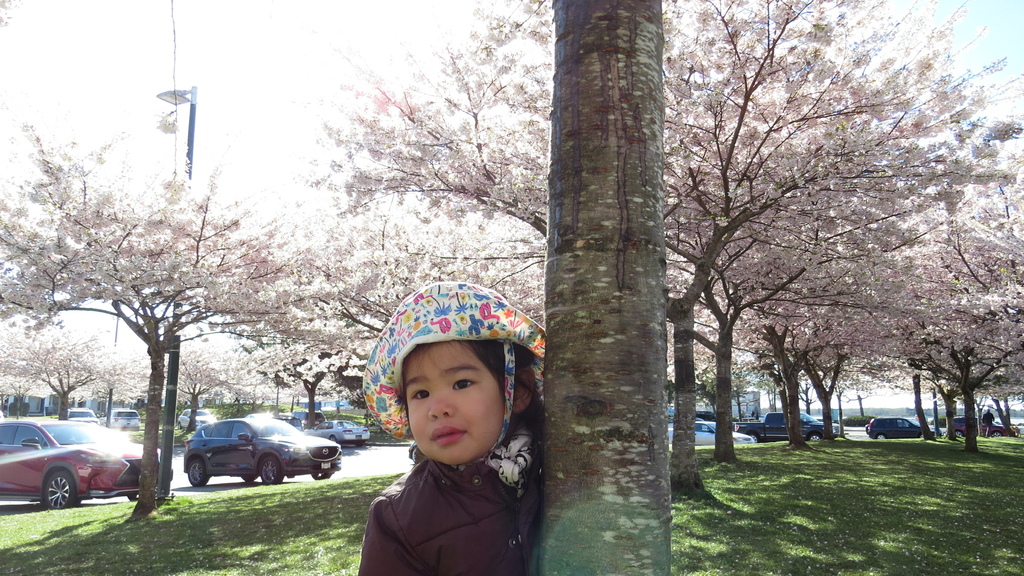 溫哥華四月櫻花季 %26; 種蕃茄 20210412_085303_Akebono Cherry Blossom Trees at Garry Point Park.JPG