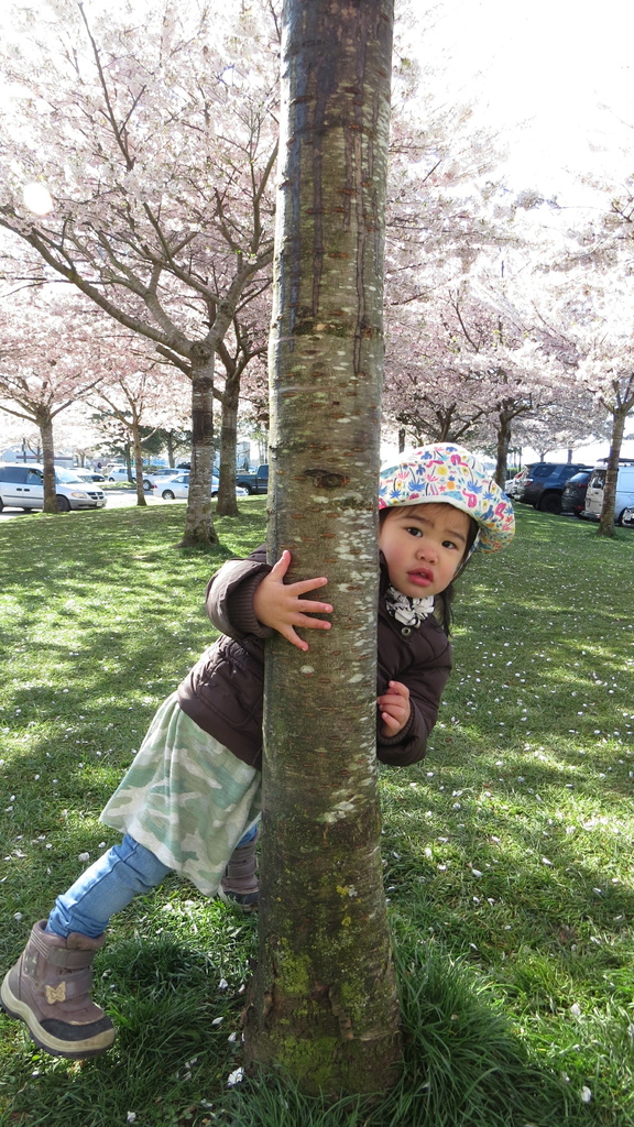 溫哥華四月櫻花季 %26; 種蕃茄 20210412_085305_Akebono Cherry Blossom Trees at Garry Point Park.JPG