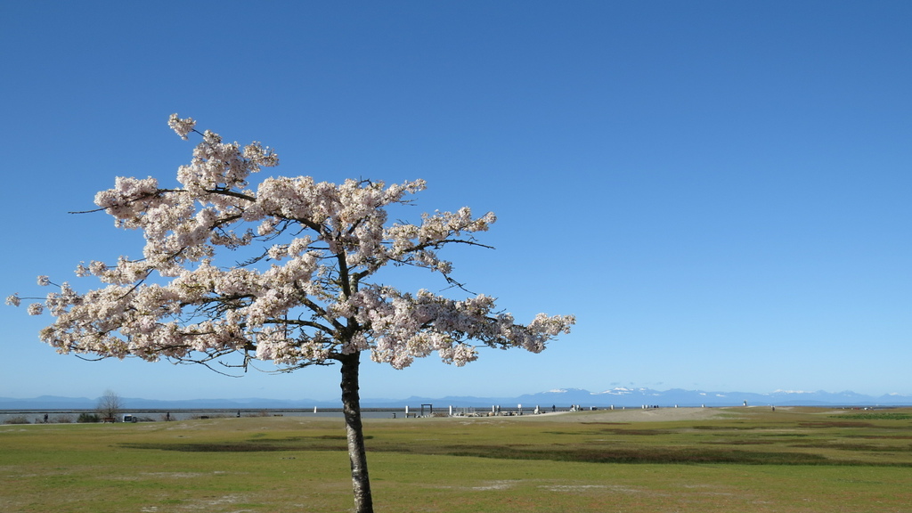 溫哥華四月櫻花季 %26; 種蕃茄 20210412_085702_Akebono Cherry Blossom Trees at Garry Point Park.JPG