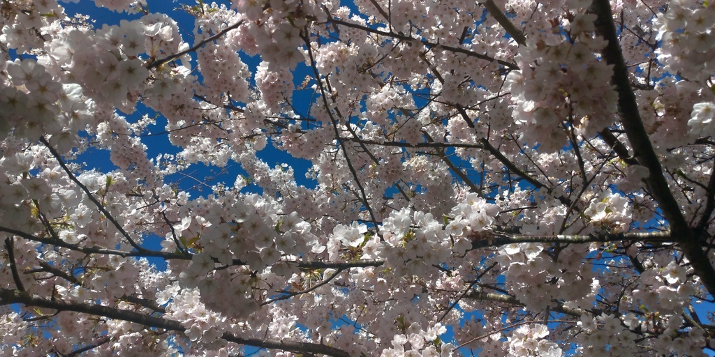 溫哥華四月櫻花季 %26; 種蕃茄 20210412_095250_Akebono Cherry Blossom Trees at Garry Point Park.jpg