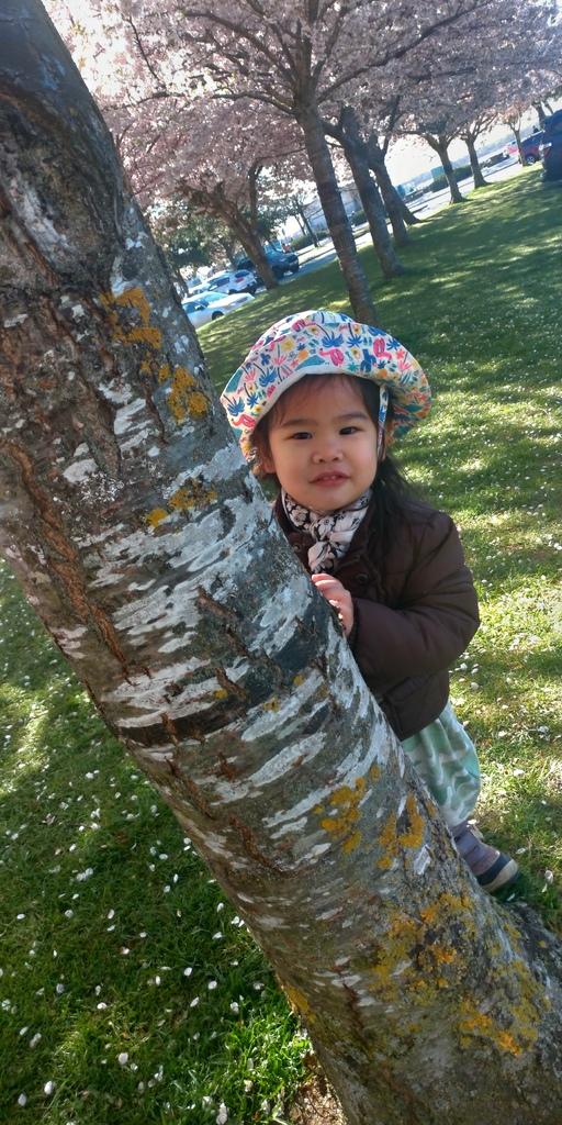 溫哥華四月櫻花季 %26; 種蕃茄 20210412_094741_Akebono Cherry Blossom Trees at Garry Point Park.jpg