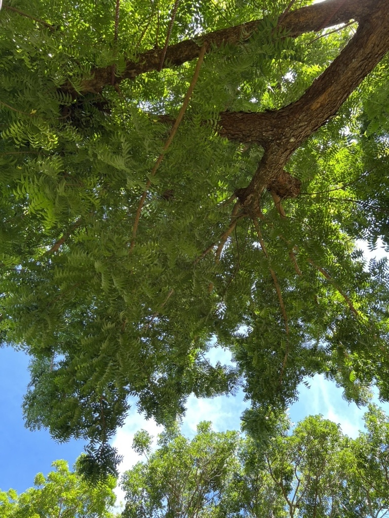 叢林旅館野趣生活 20220429_Boracay_54_Heiki Photography Tree.jpg