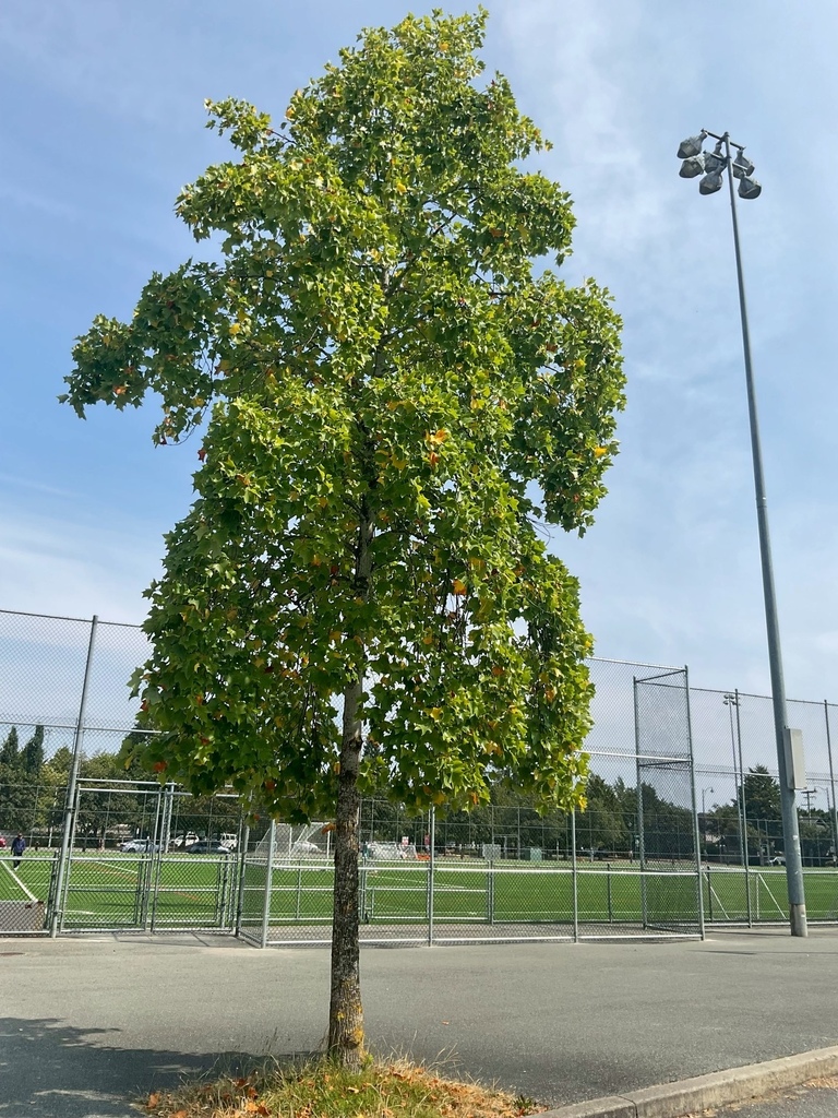 左傾 20250803_143900_Richmond Secondary School.JPG 左傾 20250803_143900_Richmond Secondary School.JPG