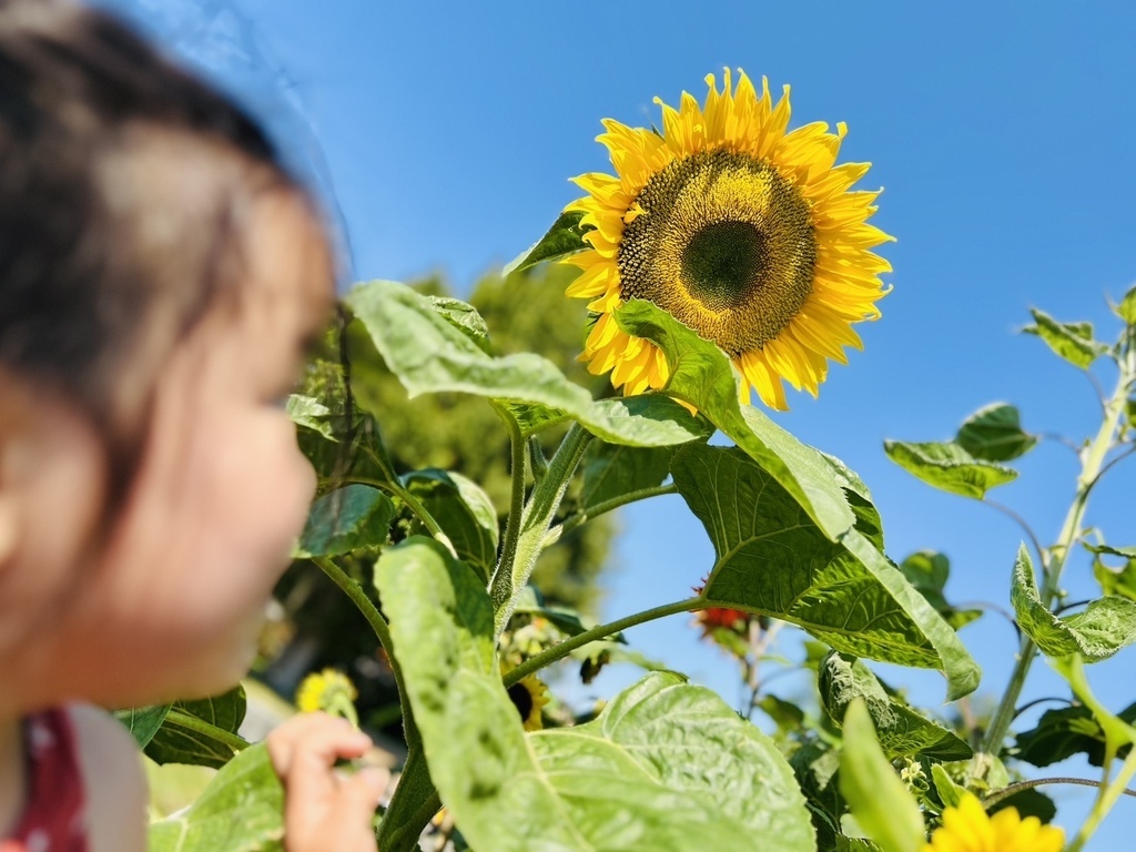 威權 20250825_144400_Sa_Roller Skates.JPG 威權 20250825_144400_Sa_Roller Skates.JPG