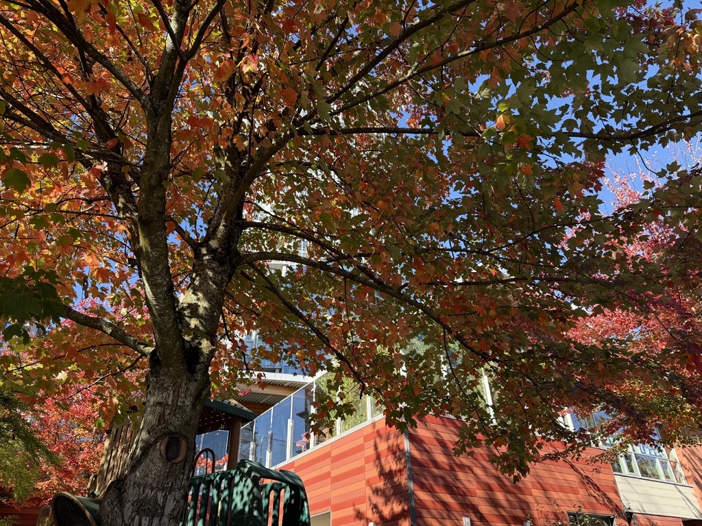 中秋節 20251013_133900_Homer St., Vancouver.JPG 中秋節 20251013_133900_Homer St., Vancouver.JPG