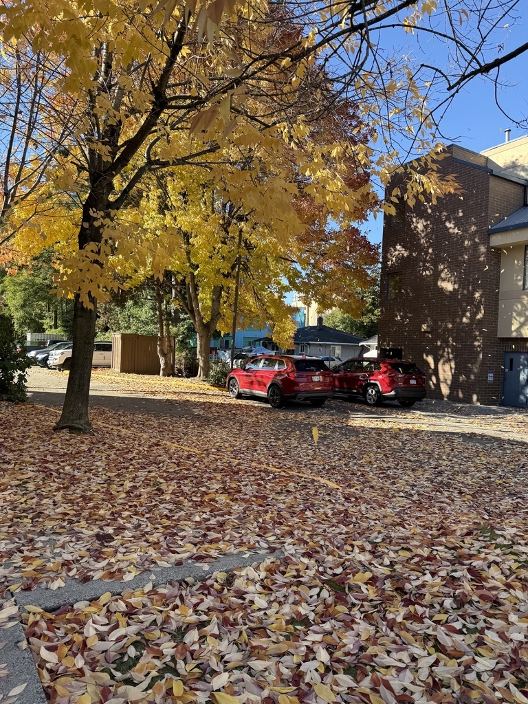 中秋節 20251013_1145400_Southbound Minoru Blvd
@ Westminster Hwy.JPG 中秋節 20251013_1145400_Southbound Minoru Blvd
@ Westminster Hwy.JPG