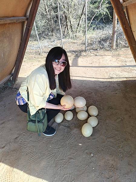 [南非]南非鴕鳥觀察日記-歐茲頌鴕鳥養殖場