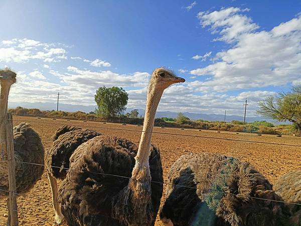 [南非]南非鴕鳥觀察日記-歐茲頌鴕鳥養殖場