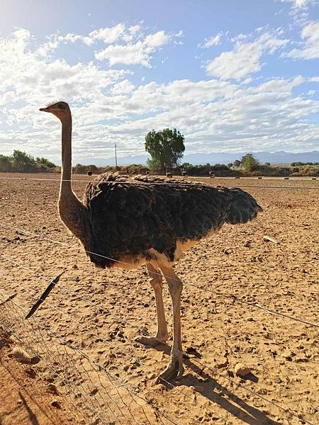 [南非]南非鴕鳥觀察日記-歐茲頌鴕鳥養殖場