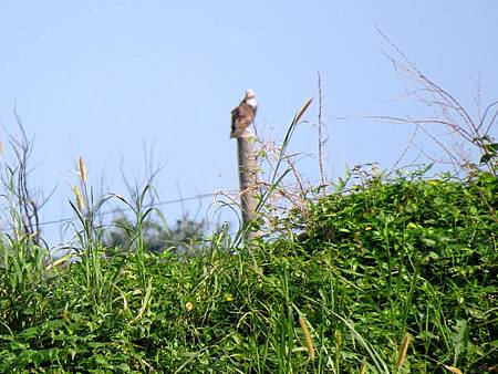 金山清水溼地74.JPG