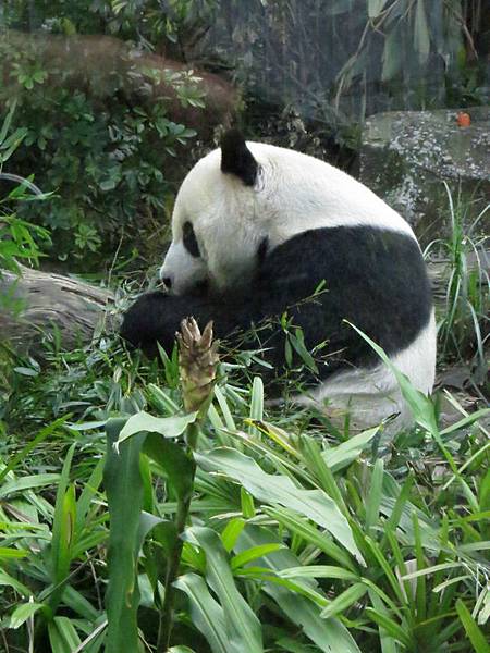 動物園15.JPG