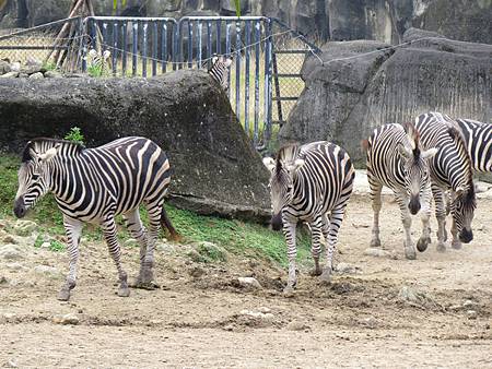 動物園35.JPG