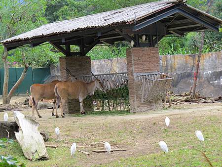 動物園40.JPG