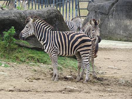 動物園37.JPG