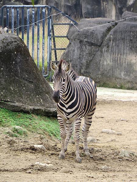 動物園38.JPG