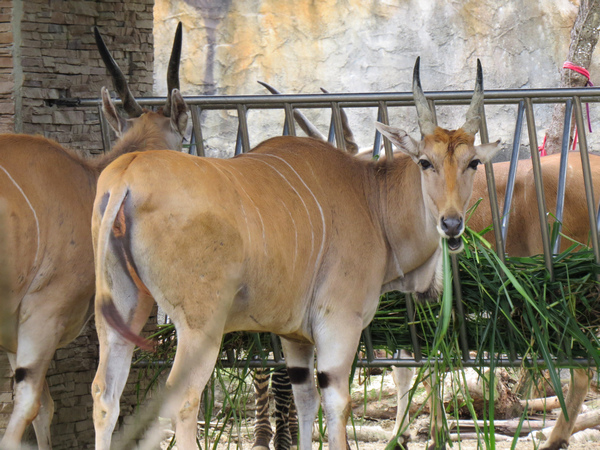 動物園45.JPG